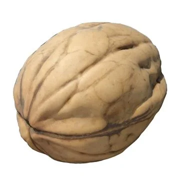 Walnut 3d illustration isolated on the white background Stock Illustration