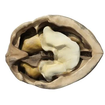 Walnut 3d illustration isolated on the white background Stock Illustration