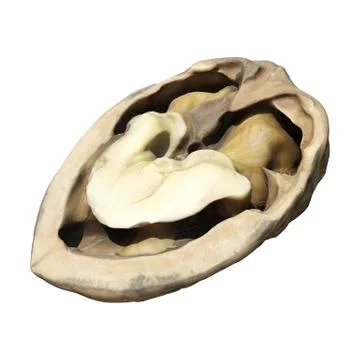 Walnut 3d illustration isolated on the white background Stock Illustration