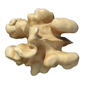 Walnut 3d illustration isolated on the white background Stock Illustration