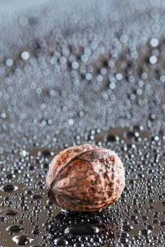 Walnut and drops of water Stock Photos