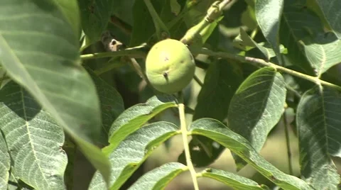 Walnut and leafs Stock Footage 41139482
