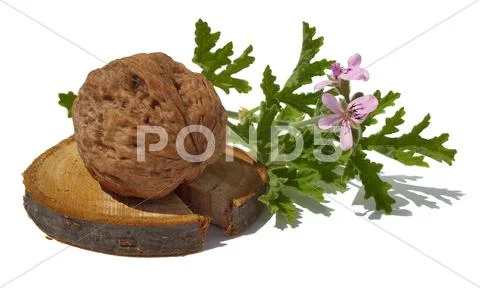 Walnut and pelargonium Stock Photos