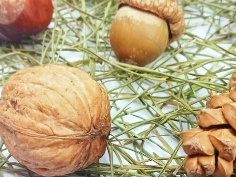 Walnut and pine cones on pine needles Stock Photos