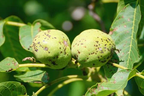Walnut anthracnose or walnut black spot - Gnomonia (Ophiognomonia) leptostyla Stock Photos