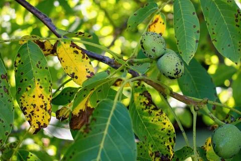 Walnut anthracnose or walnut black spot - Gnomonia (Ophiognomonia) leptostyla Stock Photos
