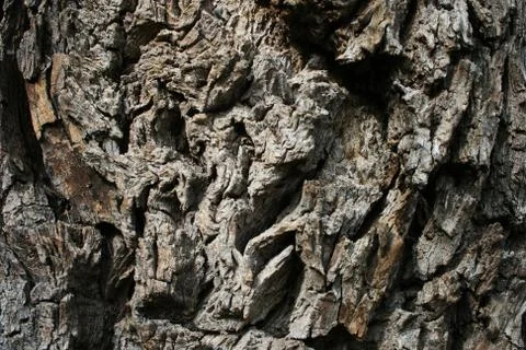 Walnut bark Stock Photos