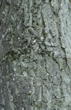 Walnut bark Stock Photos