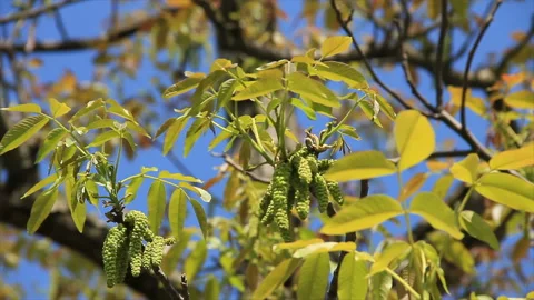Walnut blooming Stock Footage 148433623
