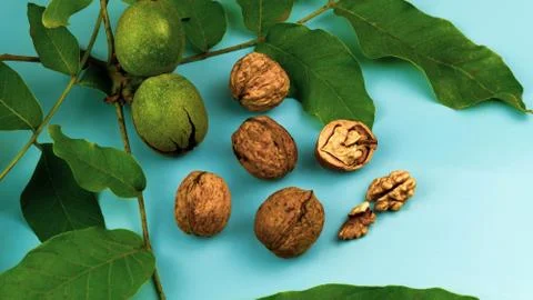 Walnut on blue Stock-Fotos