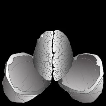 Walnut brain illustration Stock Illustration
