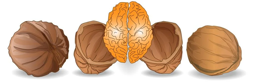 Walnut brain illustration Stock Illustration