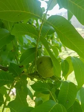 The walnut branch bears fruit Stock Photos