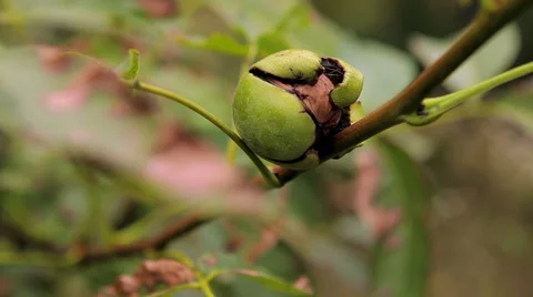 The walnut on the branch Stock Footage 46837905
