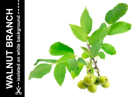 Walnut branch isolated on white background with clipping path Foto stock