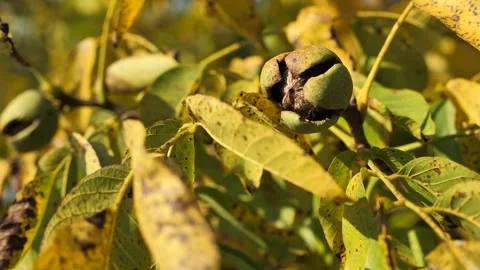 A walnut on a branch in its shell sways in the wind close up. harvesting nuts Stock Footage 253217645