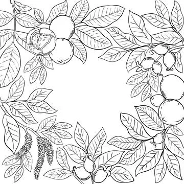 Walnut Branch with Nuts Outline Frame. Stock Illustration