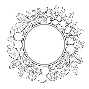 Walnut Branch Outline Round Frame. Stock-Illustration