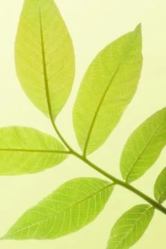 Walnut branch Stock Photos