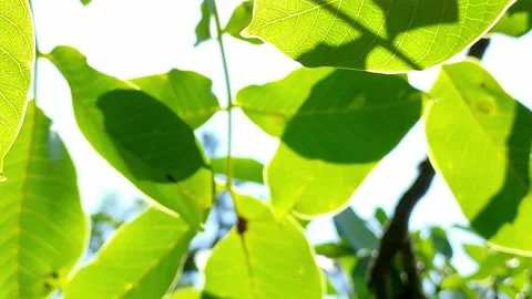 Walnut branch sways in the wind. A ray of sunlight hits the lens Stock Footage 155542830