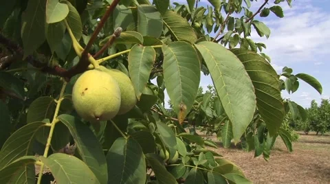 Walnut branch tight shot Stock Footage 54522520
