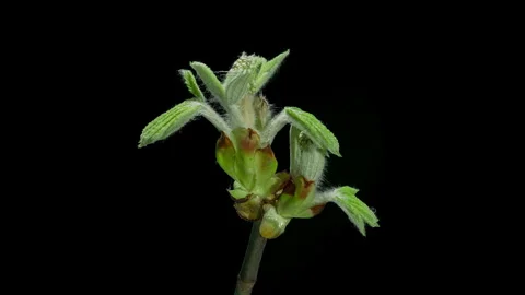 Walnut branch Timelapse Stock Footage 305767715