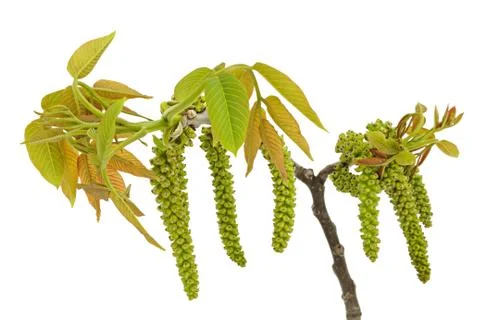 Walnut branch with young leaflets Stock Photos