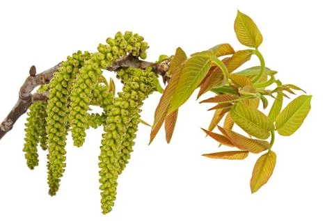 Walnut branch with young leaflets Stock Photos