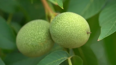 Walnut branches are blown by a fresh summer breeze.  Video stock 113645495