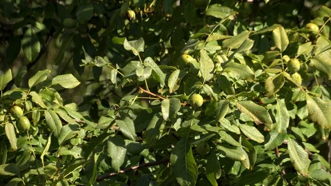 Walnut branches sway in the wind Stock Footage 128982863