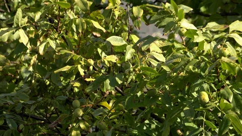 Walnut branches sway in the wind Stock Footage 128982963