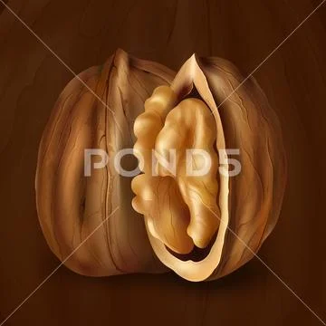 Walnut on a brown background Stock Illustration