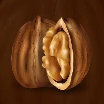 Walnut on a brown background Stock Illustration