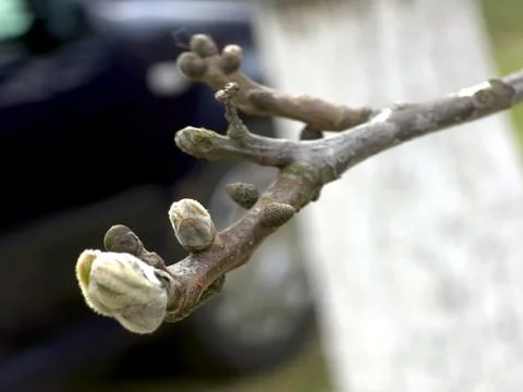 Walnut Buds Begin to Grow in Spring on a Branch in a Garden Near a Parked Car Stock Photos