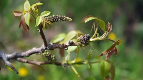 Walnut buds in the spring wind Stock Footage 154274205