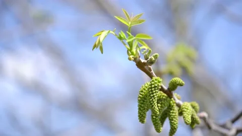 Walnut buds swing on branch with leaf against a blue sky Stock Footage 192841111