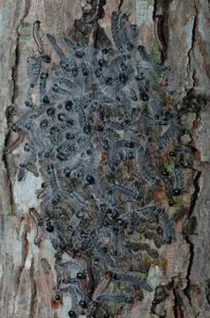 Walnut Caterpillars Stock Photos