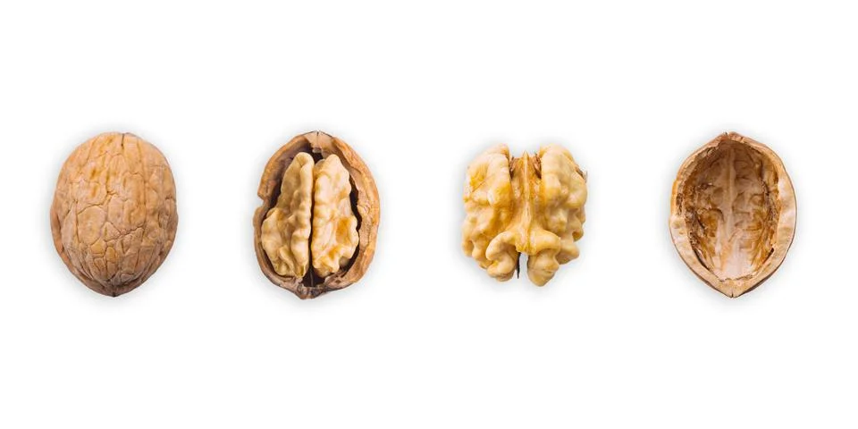 Walnut, closed, opened, kernel and shell placed in a row on a white background Stock Photos