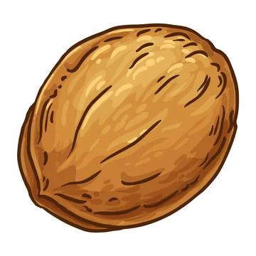Walnut Colored Detailed Vector Illustration Illustrazione stock