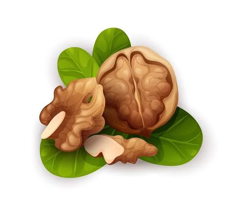 Walnut composition, good for label and sticker Stock Illustration