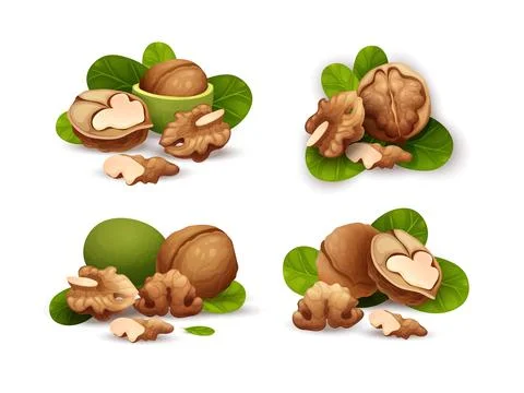 Walnut compositions set, for labels and stickers Stock Illustration