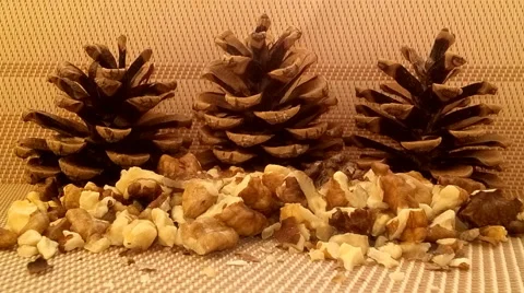 Walnut with cones Stock Footage 58754290