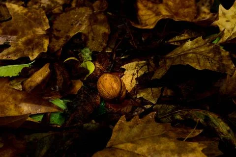 Walnut covered in fall leaves Stock-Fotos