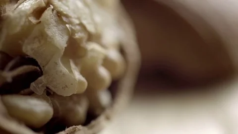 Walnut in extreme close up UHD stock footage Stock Footage