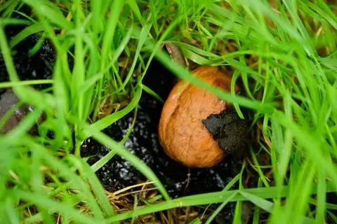 Walnut fallen on the grassy ground, in the completely darkened fog Stock Photos