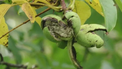 Walnut falls out from its shell Stock Footage 285487813