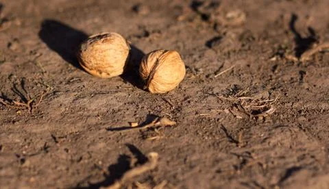 Walnut fell from a tree, lying on the ground. Stock Photos