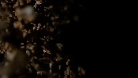 Walnut flies after being exploded against black background. 스톡 동영상 123313594