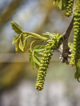 Walnut flower. Close-up of a blooming walnut earring on a branch with delicat Stock Photos