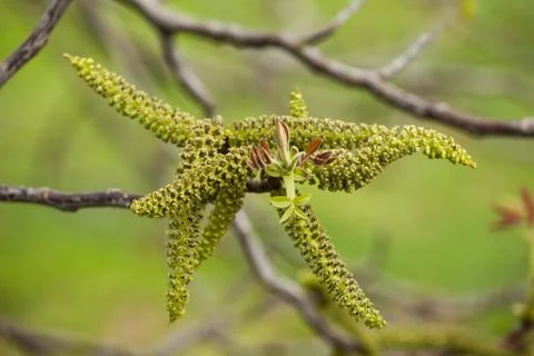 Walnut flower on a tree branch Stock Photos